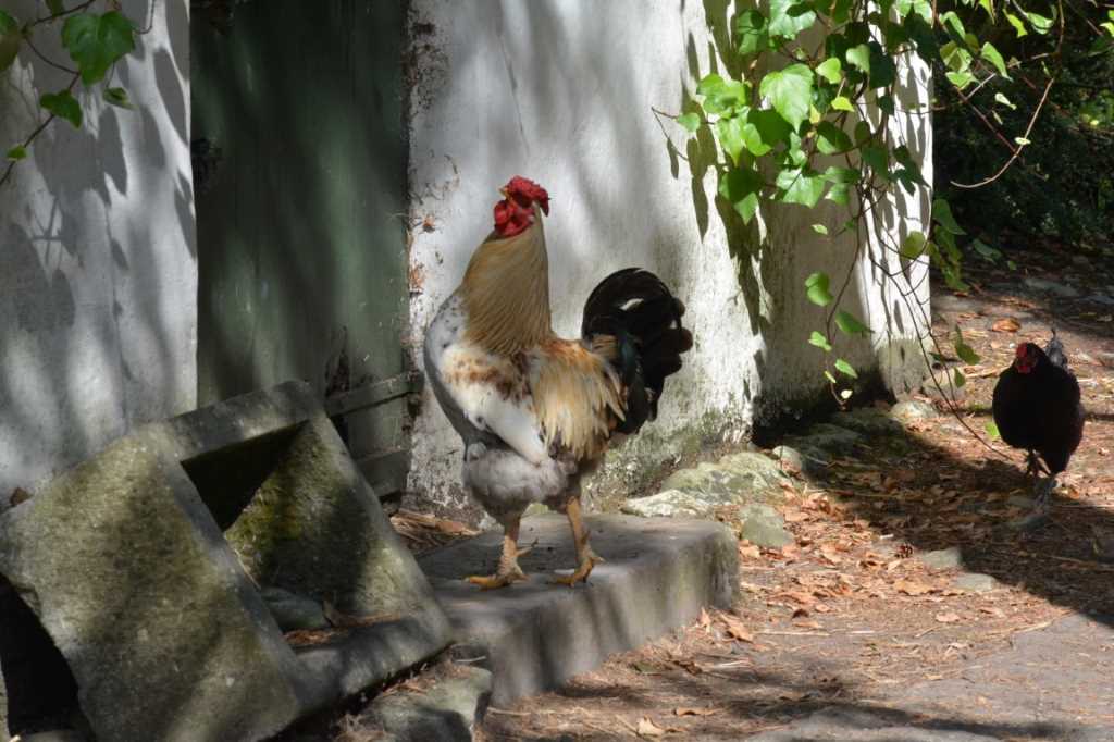 DSC_5527Mittel_.JPG